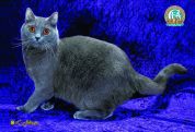 Chartreux Breed Profile