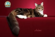 Maine Coon Breed Profile