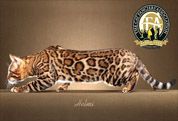 豹猫 - Bengal